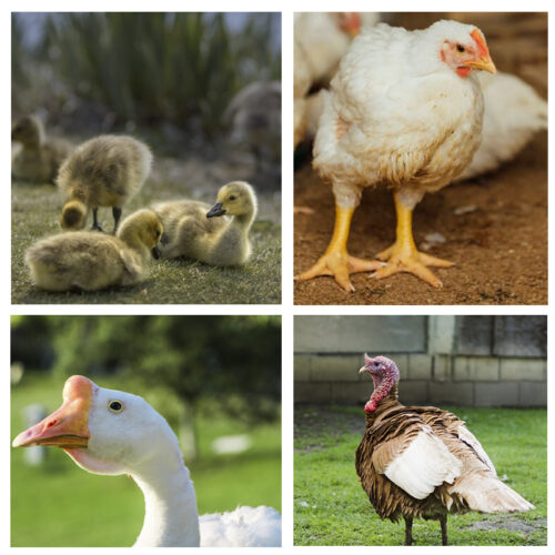 Impulsa la crianza y producción de aves de granja con nuestra asesoría especializada en prácticas orgánicas.