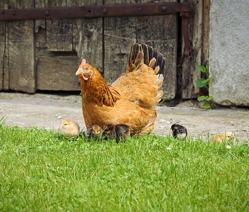 Asesoría en avicultura para manejo sostenible y orgánico de aves en granjas.