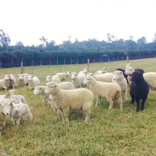 Asesoría especializada en ovejas de doble propósito para carne y lana en granjas orgánicas.