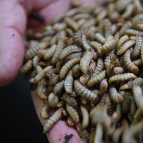 Asesoría en producción de larvas de mosca como fuente de proteína para animales en granjas orgánicas.