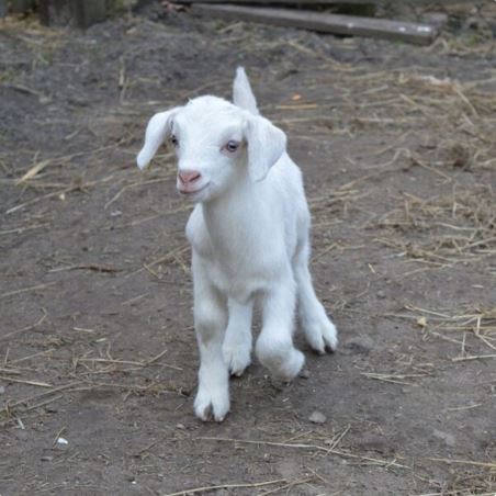 Compra Cabra Saanen de 1 a 4 Meses en Venta - Criadas en Granja Orgánica Frescorgánico en Colombia