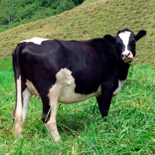 Compra Novilla Holstein de 26 Meses Cargada en Venta - Granja Orgánica Frescorgánico en Colombia