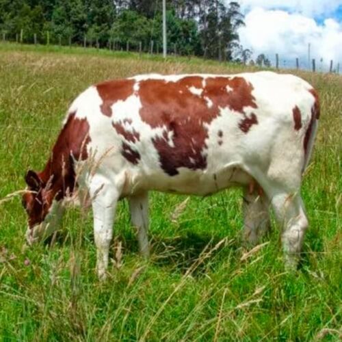 Compra Novilla Trihíbrida de 30 Meses Cargada en Venta - Granja Orgánica Frescorgánico en Colombia