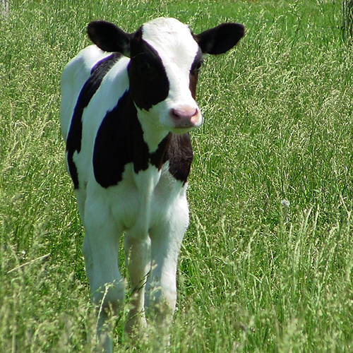 Compra Ternera Holstein Pura de 4 Meses Destetada en Venta - Granja Orgánica Frescorgánico en Colombia