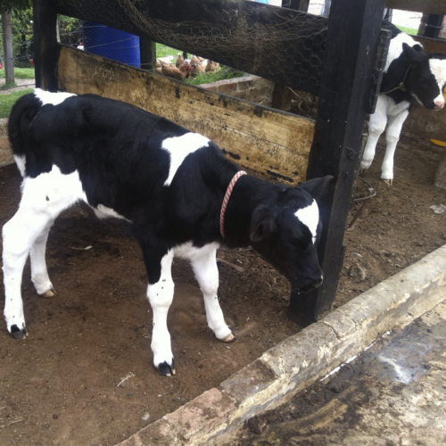 Compra Ternera Holstein Pura de 5 Días Descalostrada en Venta - Granja Orgánica Frescorgánico en Colombia