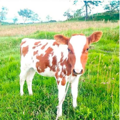 Compra Ternera Trihíbrida de 4 Meses Destetada en Venta - Granja Orgánica Frescorgánico en Colombia