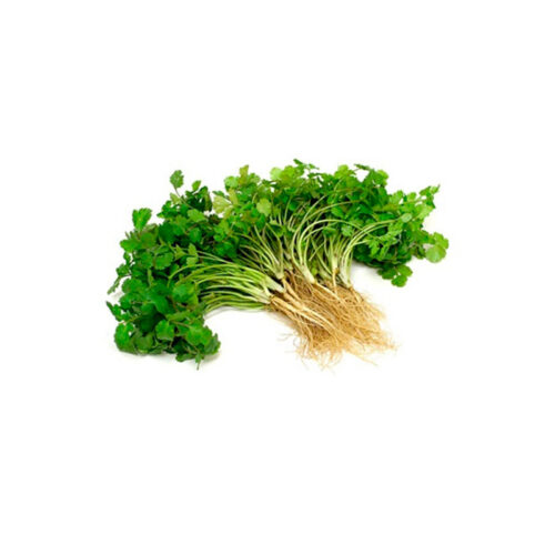 Comprar Cilantro Orgánico Fresco Granja Orgánica en Colombia