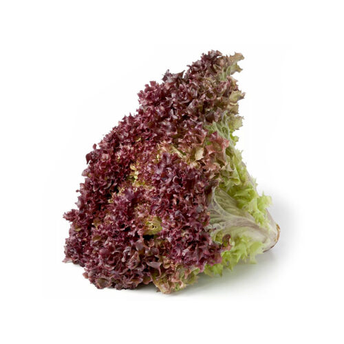 Comprar Lechuga Crespa Morada Orgánica Fresca Granja Orgánica en Colombia