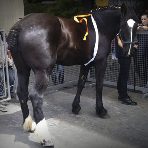 Expertos en el cuidado y desarrollo de caballos en entornos sostenibles.