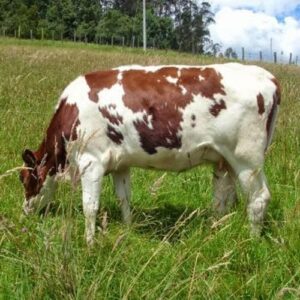 Asesoría en Ganadería y Lechería Orgánica en Colombia