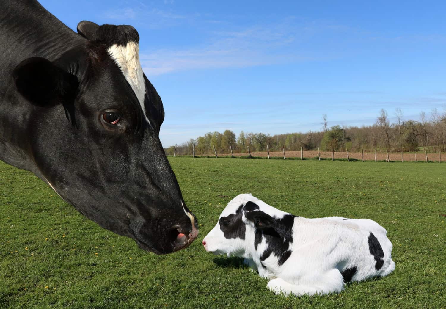 leche natural de vaca sin quimicos