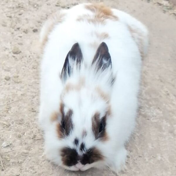 Apadrina un conejo Mini Cabeza de León en nuestra granja orgánica y vive una experiencia única en familia.