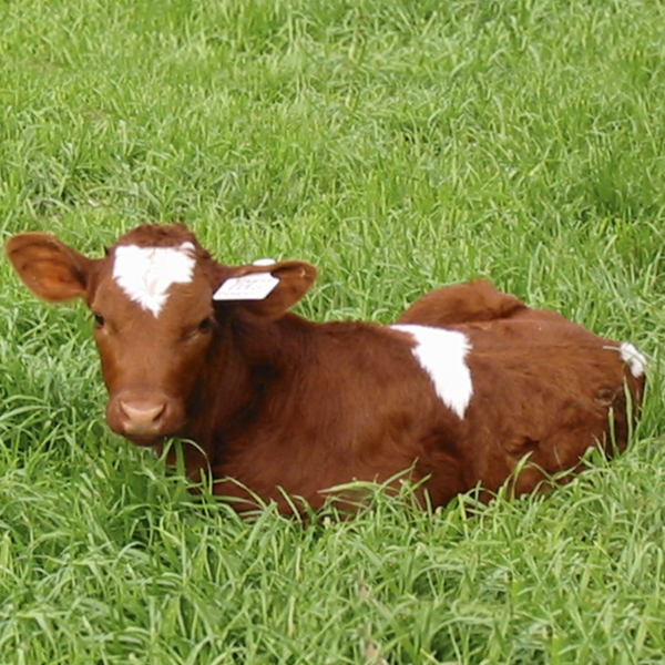 Plan Padrino de Ternero o Ternera Vive la Conexión con la Naturaleza en Nuestra Granja Orgánica Apadrina un ternero o ternera en nuestra granja orgánica y vive una experiencia única.