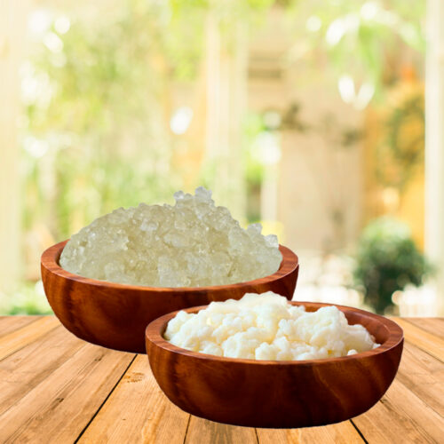 COMBO DE BACILOS, BÚLGAROS O GRANULOS DE KEFIR DE AGUA Y LECHE