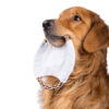 Frisbee para Perros con Limpieza Dental y Pito Integrado