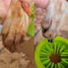 Limpiador-Paw-antes-y-despues1024-px-All-Imports Limpiador de Patas para Perros raza pequeña y Gatos Portátil Lavable con Cerdas de Silicona